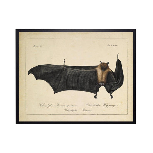 Framed Vintage Bat Bookplate