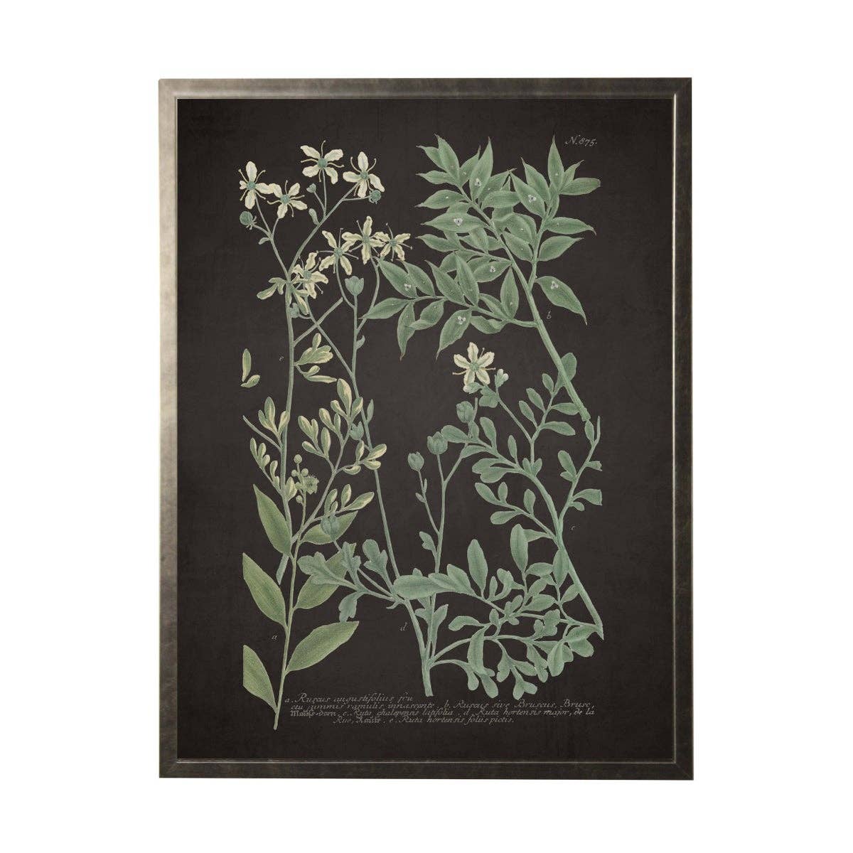 Framed Botanical Print